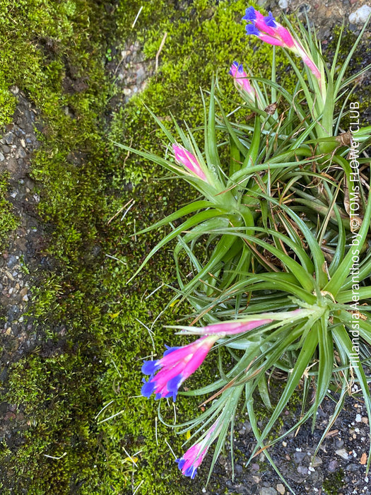 Tillandsia aeranthos, airplane, air plant, Luftpflanze, organically grown air plants for sale at TOMs FLOWer CLUB.