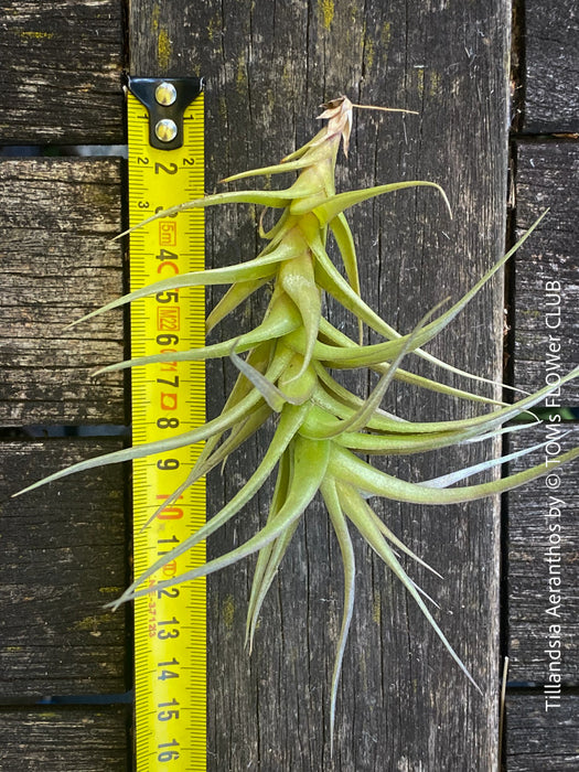 Tillandsia aeranthos, organically grown air plants for sale at TOMs FLOWer CLUB.