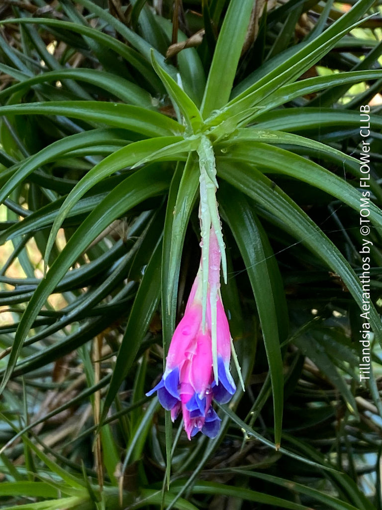 ブロメリア・エアープランツ T.aeranthos 'Midnight Blue Flower form' Tillandsia aeranthos | organically grown tropical air plants