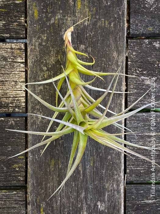 Tillandsia aeranthos, organically grown air plants for sale at TOMs FLOWer CLUB.