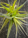 Tillandsia aeranthos, organically grown air plants for sale at TOMs FLOWer CLUB.