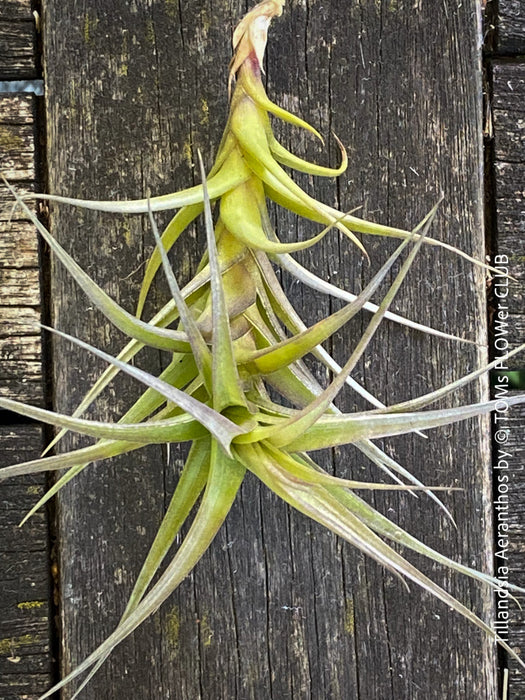 Tillandsia aeranthos, organically grown air plants for sale at TOMs FLOWer CLUB.