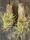 TOMs FLOWer CLUB's robust Tillandsia albertiana, suited for hanging in airy environments.