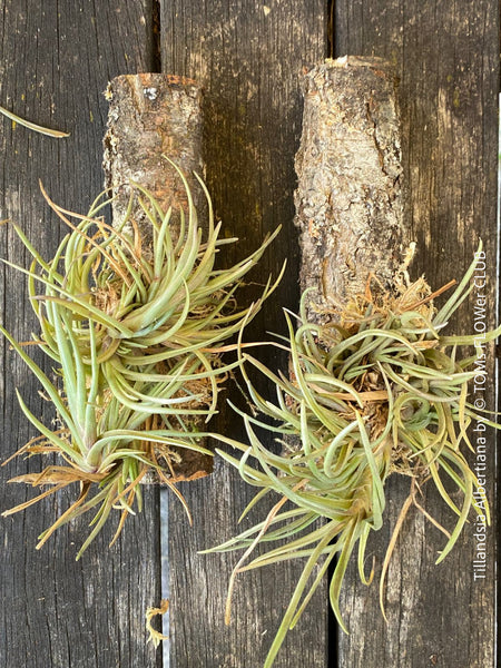 TOMs FLOWer CLUB's robust Tillandsia albertiana, suited for hanging in airy environments.