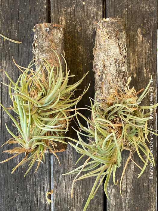 TOMs FLOWer CLUB's robust Tillandsia albertiana, suited for hanging in airy environments.