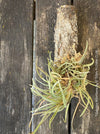 Beautiful Tillandsia albertiana air plant, available for botanical enthusiasts at TOMs FLOWer CLUB.