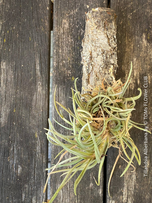 Beautiful Tillandsia albertiana air plant, available for botanical enthusiasts at TOMs FLOWer CLUB.