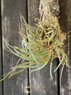 Tillandsia albertiana with silvery-green leaves, hung on cork oak wood at TOMs FLOWer CLUB.