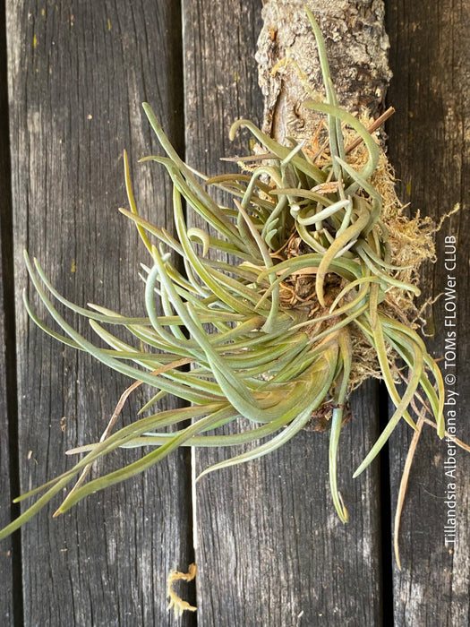 Tillandsia albertiana with silvery-green leaves, hung on cork oak wood at TOMs FLOWer CLUB.