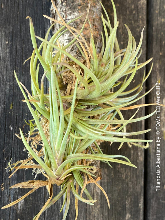 Tillandsia albertiana with silvery-green leaves, hung on cork oak wood at TOMs FLOWer CLUB.