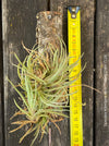 Tillandsia albertiana with silvery-green leaves, hung on cork oak wood at TOMs FLOWer CLUB.