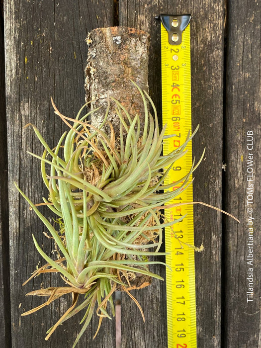 Tillandsia albertiana with silvery-green leaves, hung on cork oak wood at TOMs FLOWer CLUB.