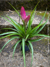 Tillandsia Amira, Bromelias, Tillandsia, Airplant, organically grown plants for sale at TOMs FLOWer CLUB.