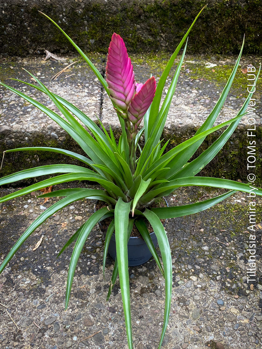 Tillandsia Amira | organically grown tropical air plants | TOMs
