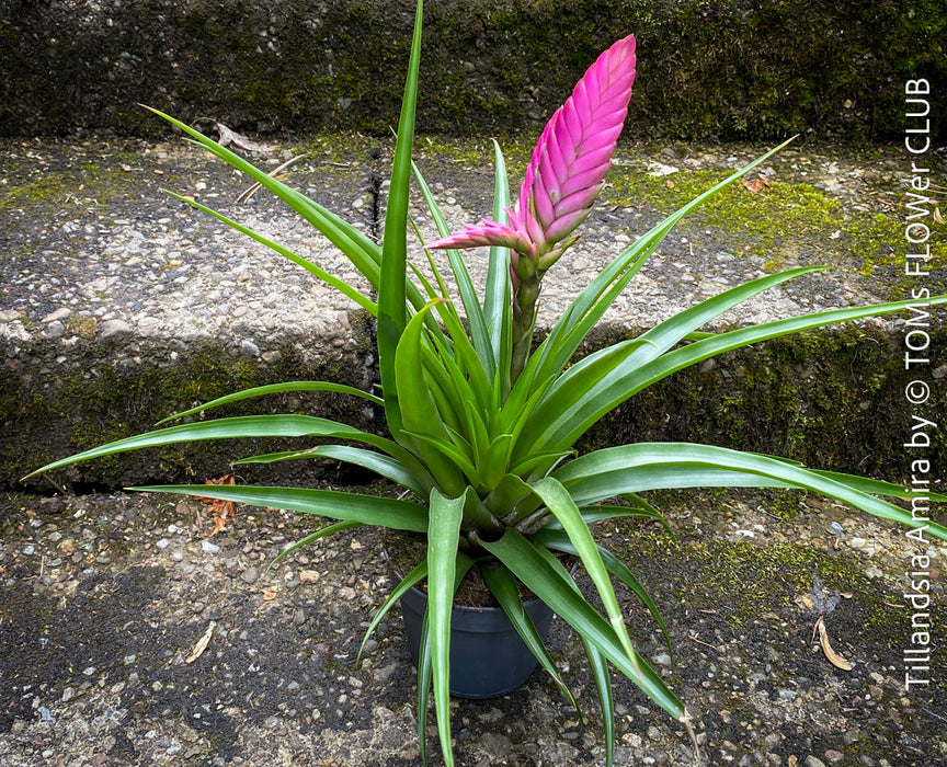 Tillandsia Amira, Bromelias, Tillandsia, Airplant, organically grown plants for sale at TOMs FLOWer CLUB.