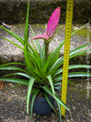Tillandsia Amira, Bromelias, Tillandsia, Airplant, organically grown plants for sale at TOMs FLOWer CLUB.