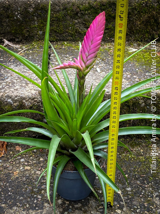Tillandsia Amira, Bromelias, Tillandsia, Airplant, organically grown plants for sale at TOMs FLOWer CLUB.