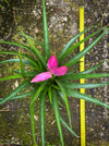 Tillandsia Amira, Bromelias, Tillandsia, Airplant, organically grown plants for sale at TOMs FLOWer CLUB.