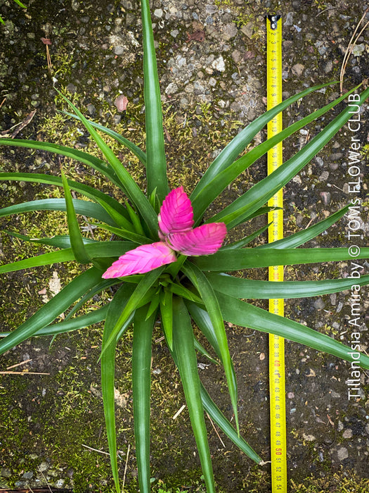 Tillandsia Amira, Bromelias, Tillandsia, Airplant, organically grown plants for sale at TOMs FLOWer CLUB.