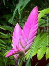Tillandsia Amira, Bromelias, Tillandsia, Airplant, organically grown plants for sale at TOMs FLOWer CLUB.