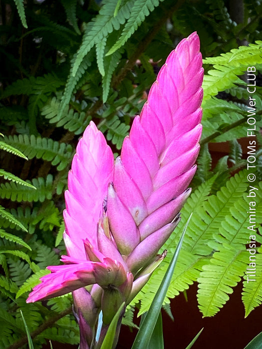 Tillandsia Amira, Bromelias, Tillandsia, Airplant, organically grown plants for sale at TOMs FLOWer CLUB.