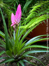 Tillandsia Amira, Bromelias, Tillandsia, Airplant, organically grown plants for sale at TOMs FLOWer CLUB.