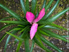 Tillandsia Amira, Bromelias, Tillandsia, Airplant, organically grown plants for sale at TOMs FLOWer CLUB.