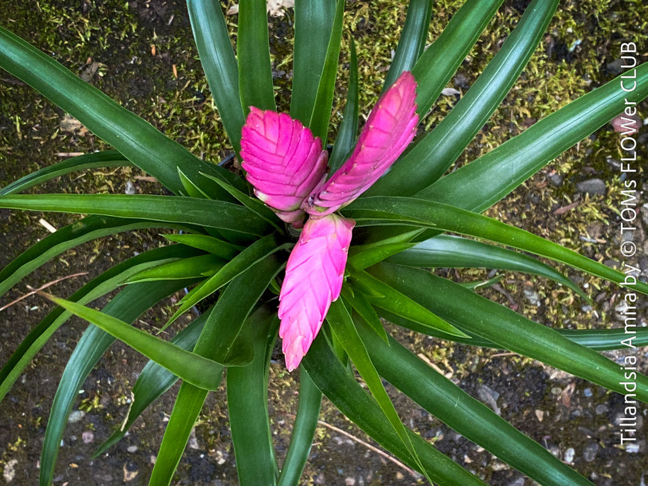 Tillandsia Amira, Bromelias, Tillandsia, Airplant, organically grown plants for sale at TOMs FLOWer CLUB.