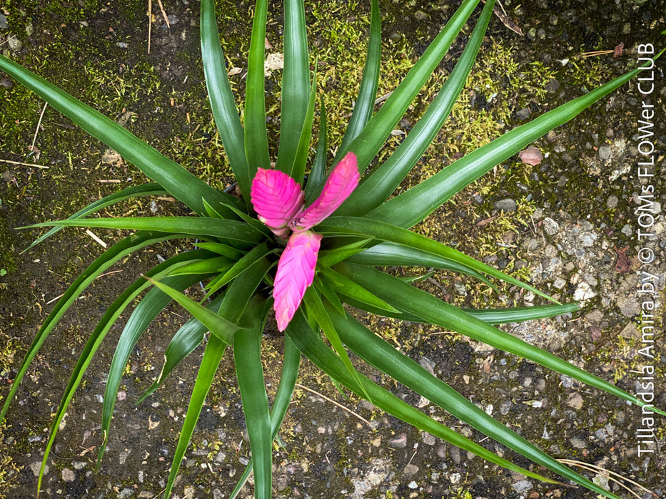 Tillandsia Amira, Bromelias, Tillandsia, Airplant, organically grown plants for sale at TOMs FLOWer CLUB.