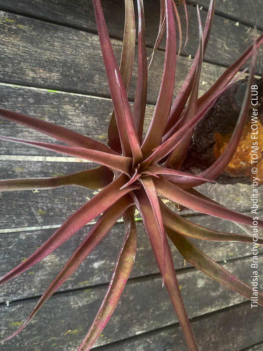 Tillandsia Brachycaulos Abdita on plum wood, air plant, Luftpflanze, organically grown air plants for sale at TOMs FLOWer CLUB.