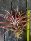 Tillandsia Brachycaulos Abdita on plum wood, air plant, Luftpflanze, organically grown air plants for sale at TOMs FLOWer CLUB.