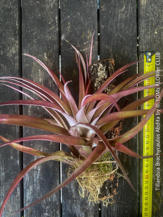 Tillandsia Brachycaulos Abdita on plum wood, air plant, Luftpflanze, organically grown air plants for sale at TOMs FLOWer CLUB.