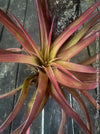 Tillandsia Brachycaulos Abdita on plum wood, air plant, Luftpflanze, organically grown air plants for sale at TOMs FLOWer CLUB.