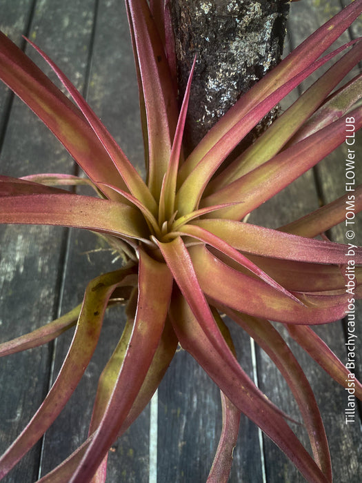 Tillandsia Brachycaulos Abdita on plum wood, air plant, Luftpflanze, organically grown air plants for sale at TOMs FLOWer CLUB.