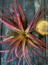 Tillandsia Brachycaulos Abdita on plum wood, air plant, Luftpflanze, organically grown air plants for sale at TOMs FLOWer CLUB.