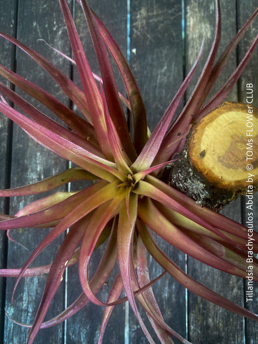 Tillandsia Brachycaulos Abdita on plum wood, air plant, Luftpflanze, organically grown air plants for sale at TOMs FLOWer CLUB.