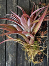 Tillandsia Brachycaulos Abdita on plum wood, air plant, Luftpflanze, organically grown air plants for sale at TOMs FLOWer CLUB.