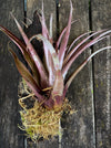 Tillandsia Brachycaulos Abdita on plum wood, air plant, Luftpflanze, organically grown air plants for sale at TOMs FLOWer CLUB.