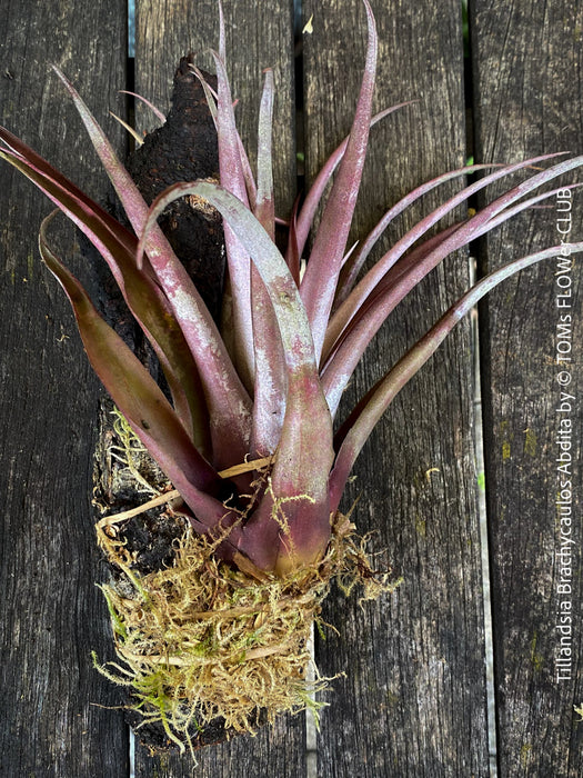 Tillandsia Brachycaulos Abdita on plum wood, air plant, Luftpflanze, organically grown air plants for sale at TOMs FLOWer CLUB.