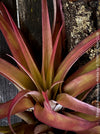 Tillandsia Brachycaulos Abdita on plum wood, air plant, Luftpflanze, organically grown air plants for sale at TOMs FLOWer CLUB.