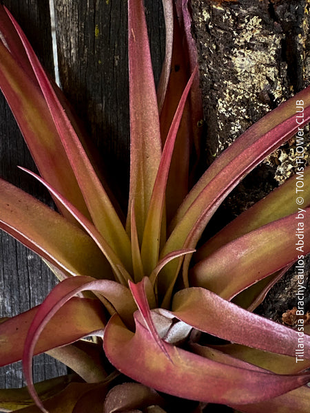 Tillandsia Brachycaulos Abdita on plum wood, air plant, Luftpflanze, organically grown air plants for sale at TOMs FLOWer CLUB.