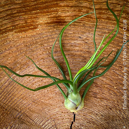 Tillandsia  bulbosa, organically grown air plants for sale at TOMs FLOWer CLUB.