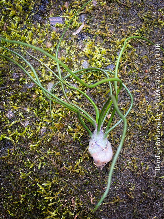 Tillandsia  bulbosa, organically grown air plants for sale at TOMs FLOWer CLUB.