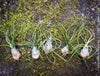 Tillandsia  bulbosa, organically grown air plants for sale at TOMs FLOWer CLUB.