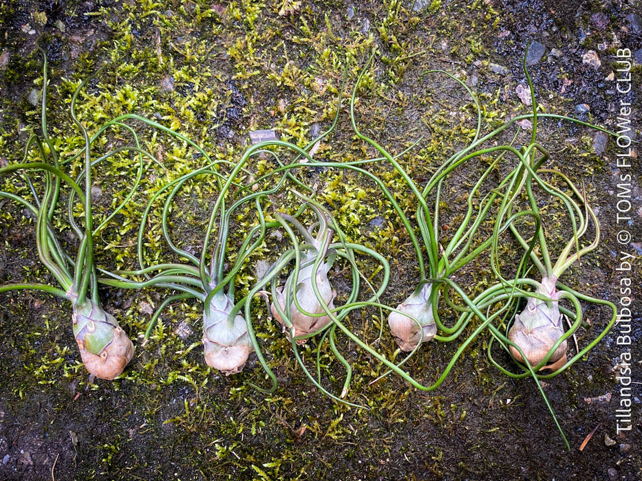 Tillandsia  bulbosa, organically grown air plants for sale at TOMs FLOWer CLUB.