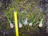 Tillandsia  bulbosa, organically grown air plants for sale at TOMs FLOWer CLUB.