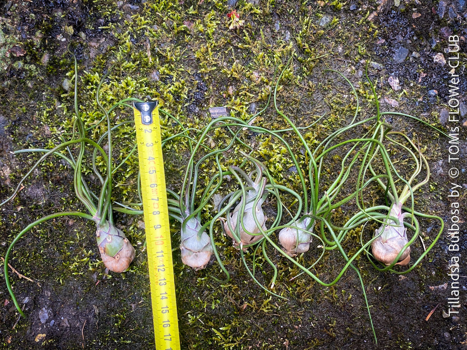 Tillandsia  bulbosa, organically grown air plants for sale at TOMs FLOWer CLUB.