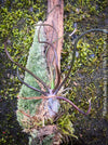 Tillandsia  bulbosa on moos wood, organically grown air plants for sale at TOMs FLOWer CLUB.