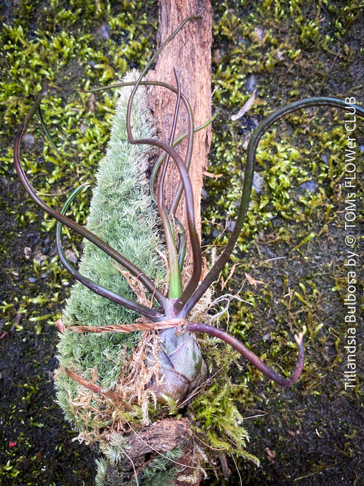 Tillandsia  bulbosa on moos wood, organically grown air plants for sale at TOMs FLOWer CLUB.