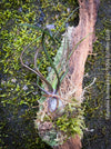 Tillandsia bulbosa on moos wood, organically grown air plants for sale at TOMs FLOWer CLUB.